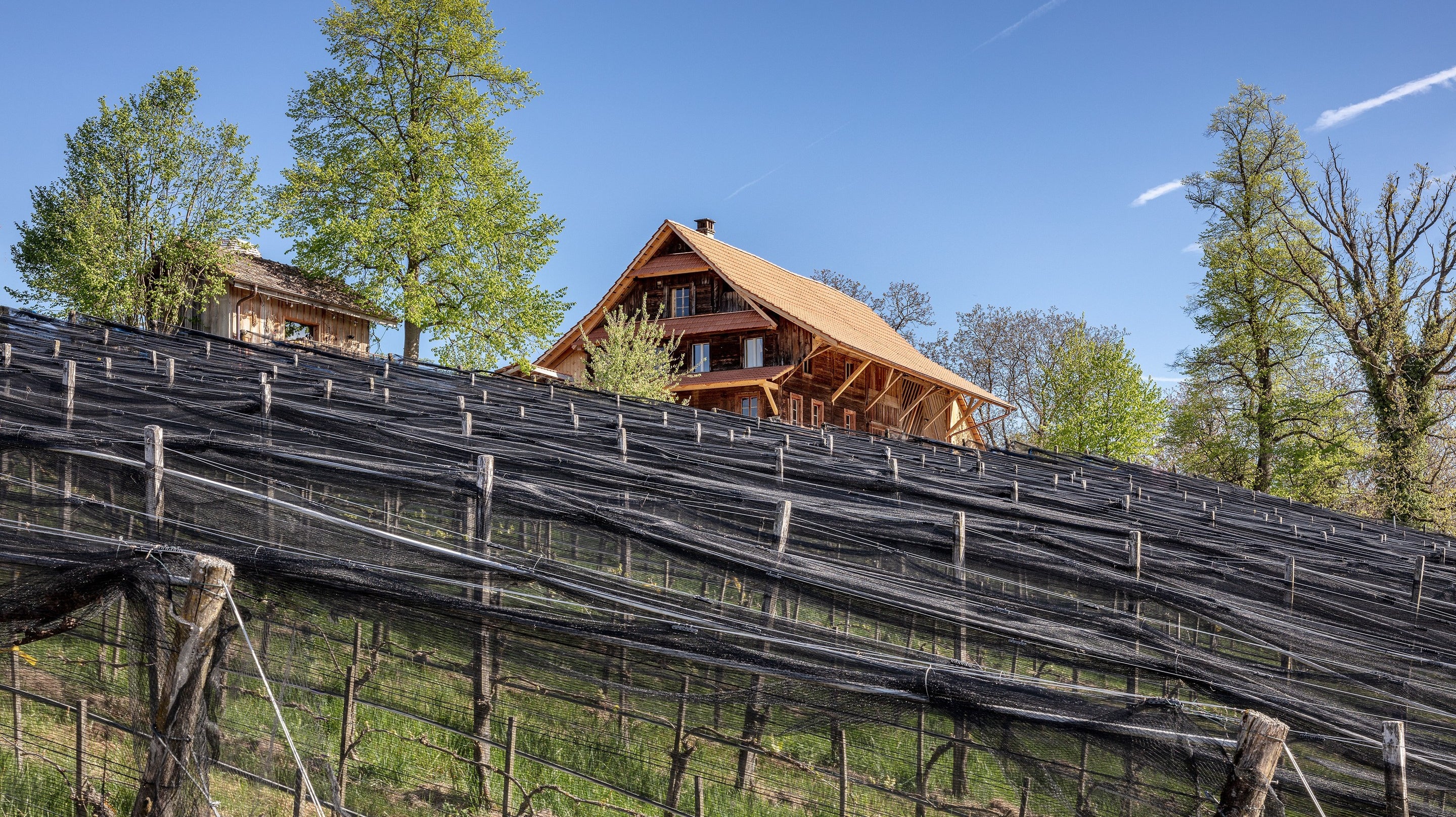 BIOWEINGUT SITENRAIN, CH - MEGGEN