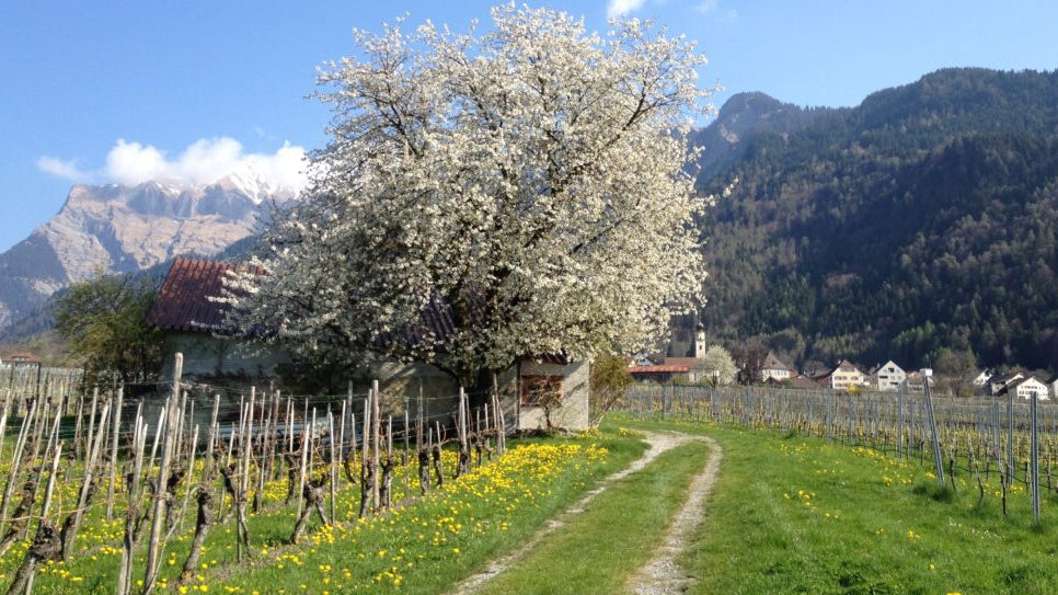 JOHANNI WEINE, CH - JENINS